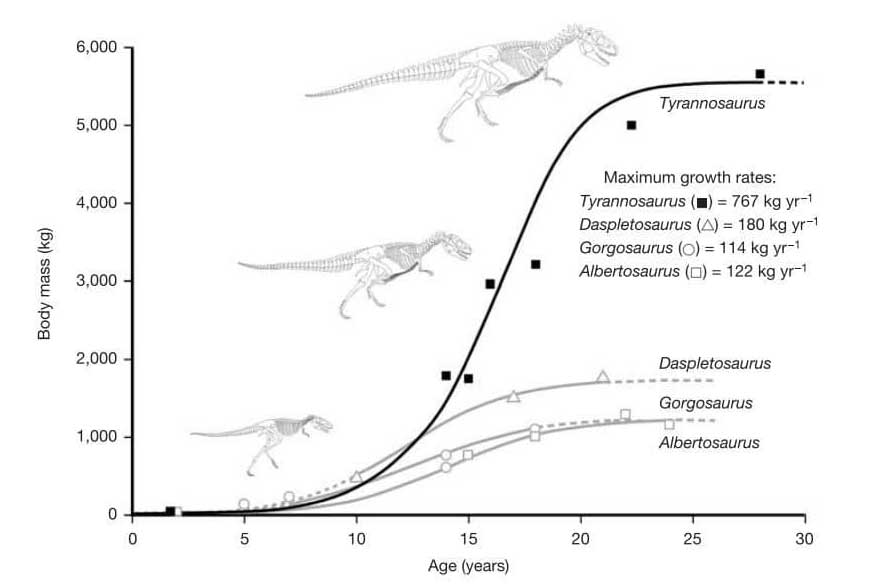 Growth rate of Tyrannosaurus (2004)