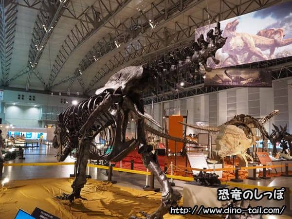 Tail of Tyrannosaurus (Wyrex) (with signs of being bitten off)