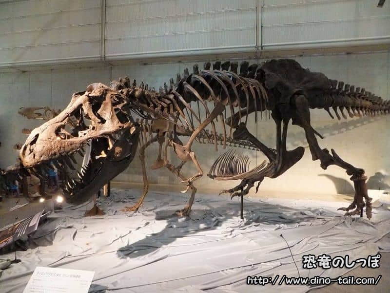 Tyrannosaurus complete skeleton fossil