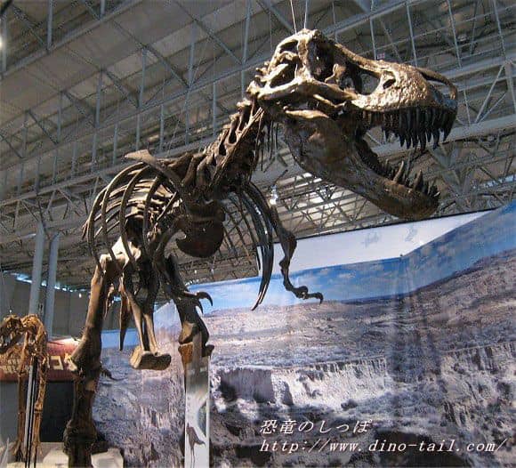 Tyrannosaurus complete skeleton fossil