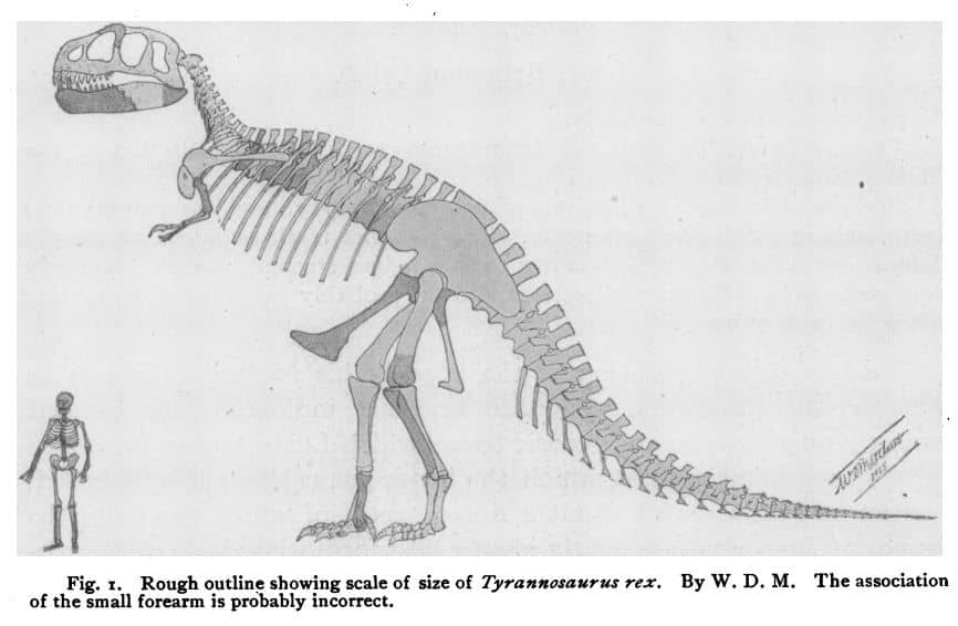 Illustration of the Tyrannosaurus skeleton (specimen number AMNH 973)