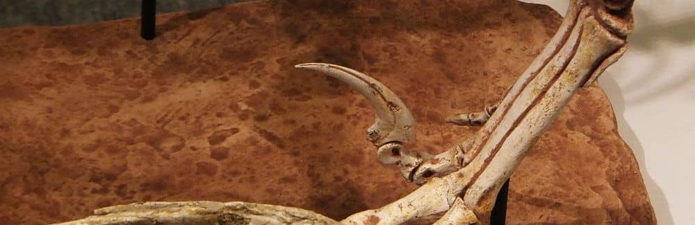 Velociraptor