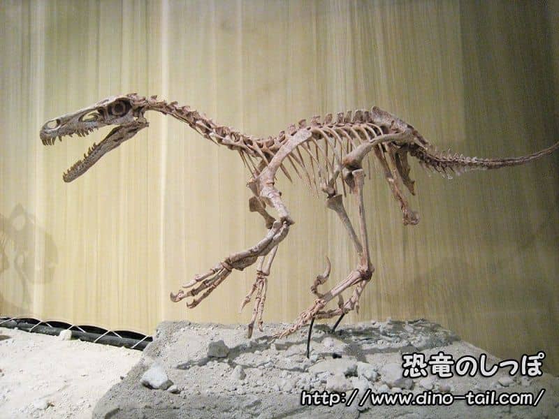 Velociraptor complete skeleton fossil