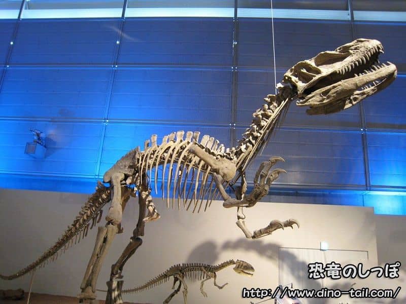 Complete skeleton fossil of Yangchuanosaurus