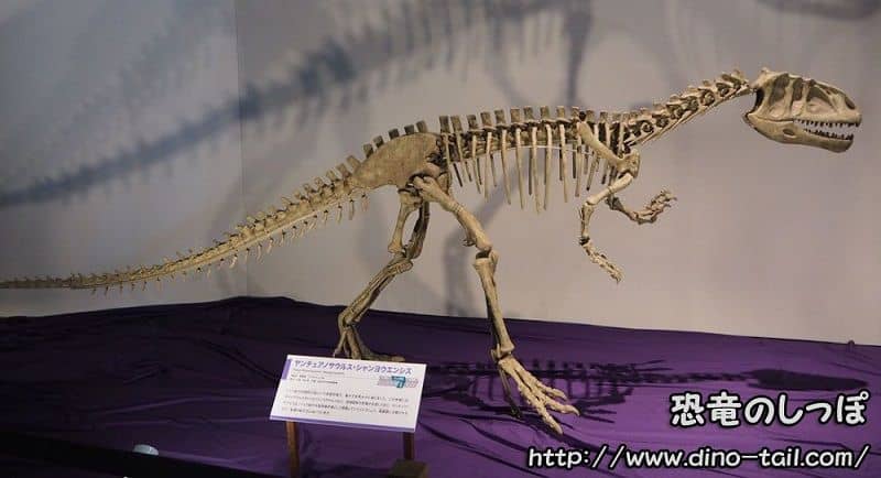 Complete skeleton of Yangchuanosaurus