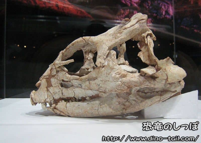 Yinlong skull fossil