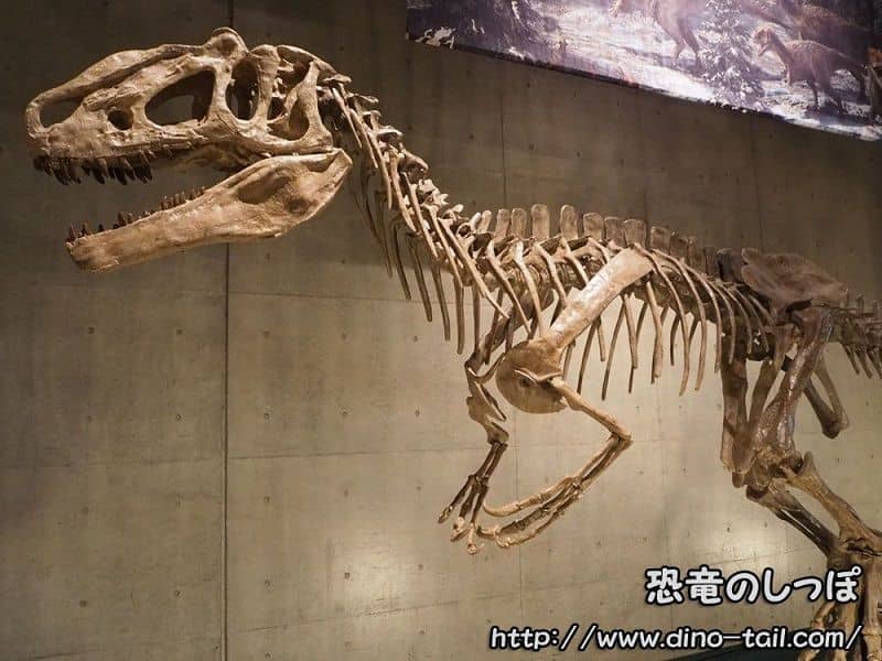 Complete skeleton fossil of Yutyrannus