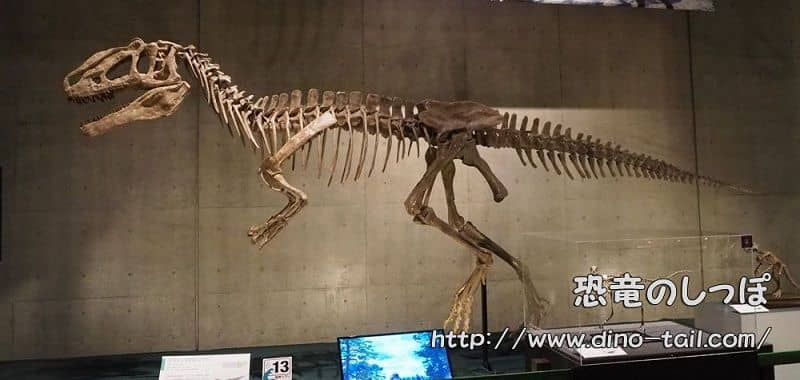 Complete skeleton fossil of Yutyrannus (photographed in 2017)