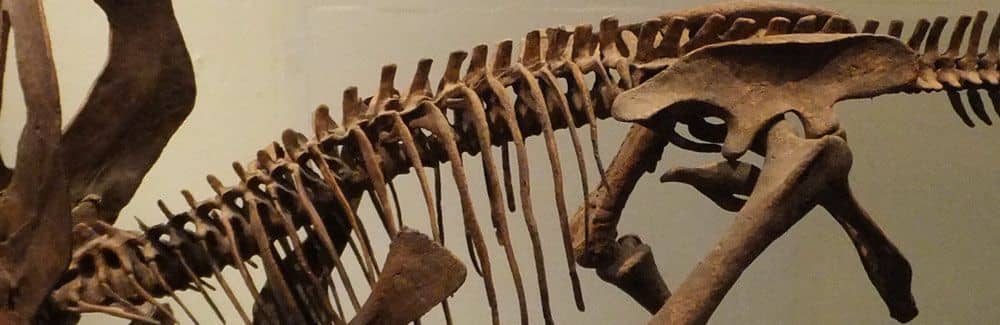 Zuniceratops