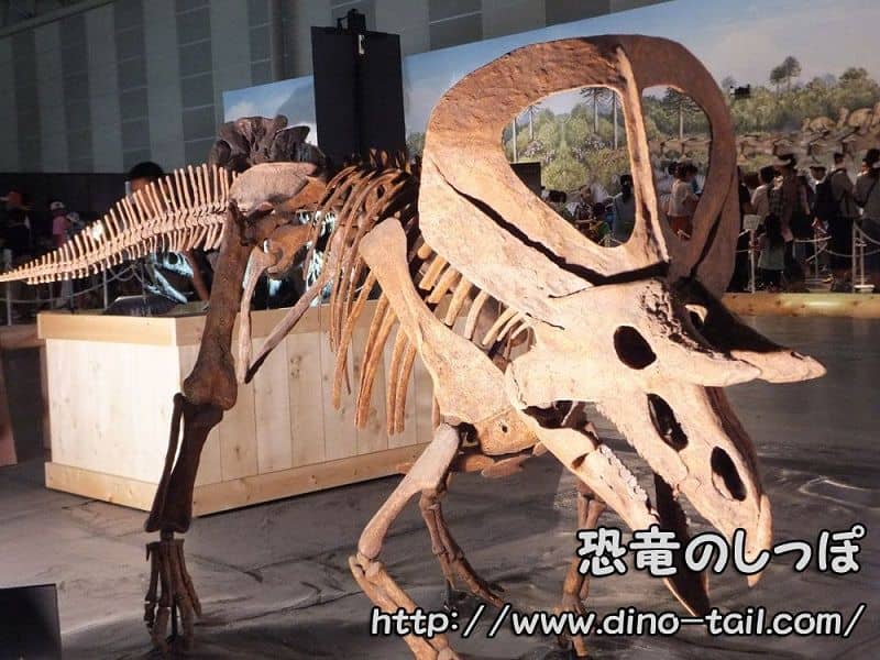 Complete skeleton fossil of Zuniceratops