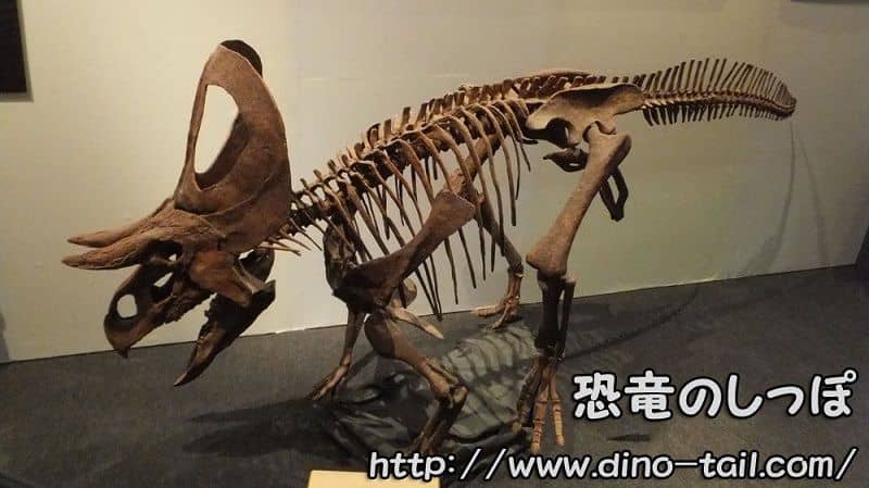 Complete skeleton fossil of Zuniceratops