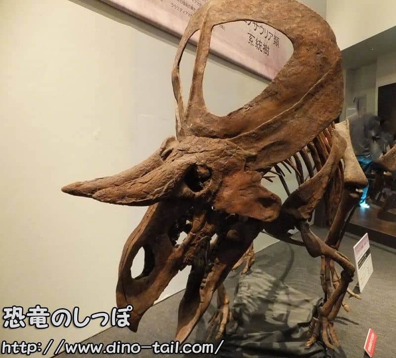 Complete skeleton fossil of Zuniceratops (photographed in 2014)