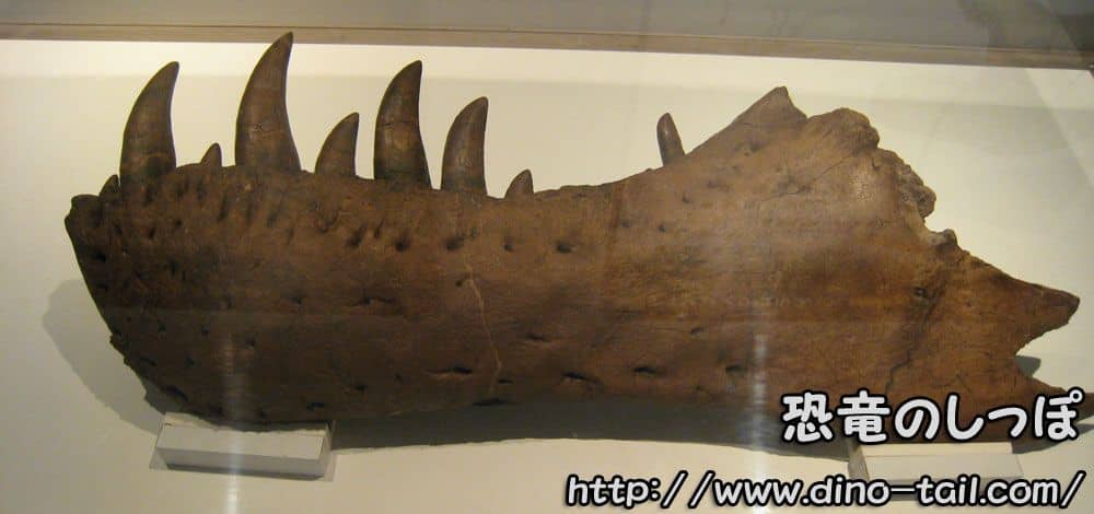 Holotipo de Tyrannosaurus (mandíbula inferior)