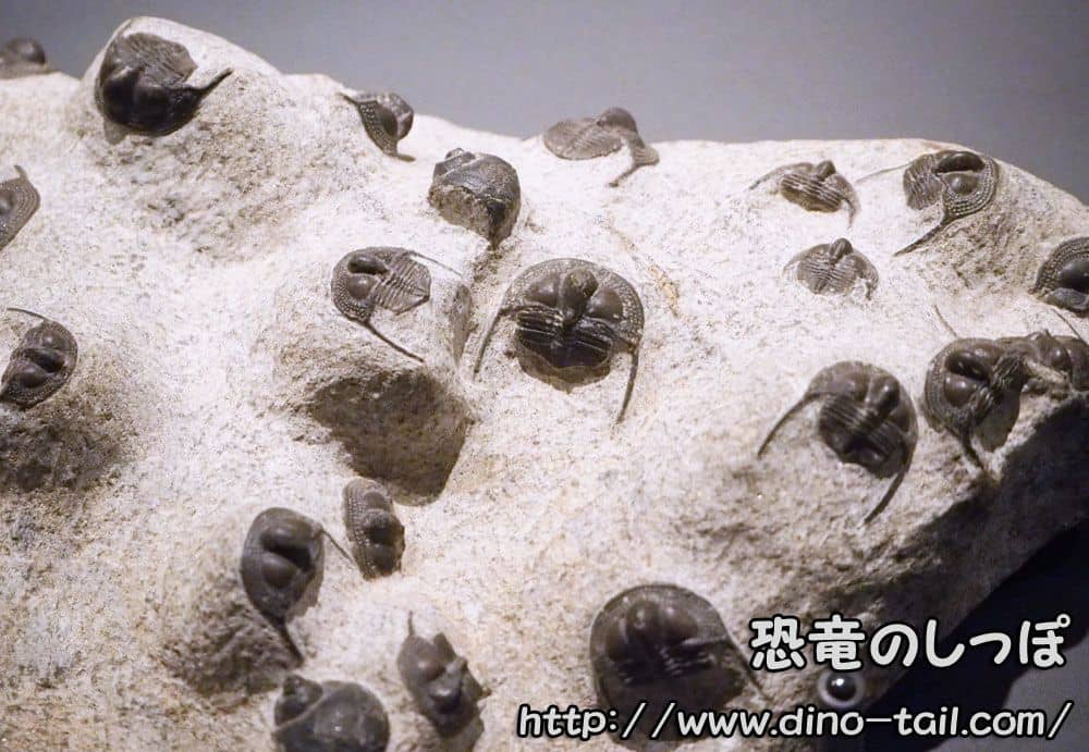 Fósil grupal de Onnia sp.