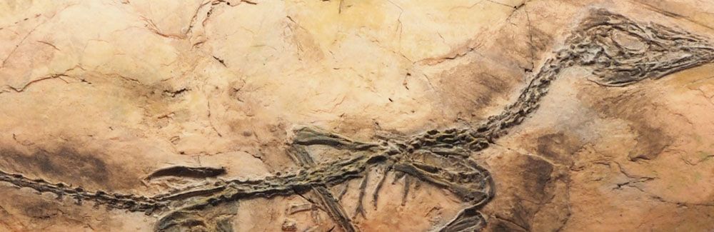 Imagen de cabecera de Extinciones Masivas