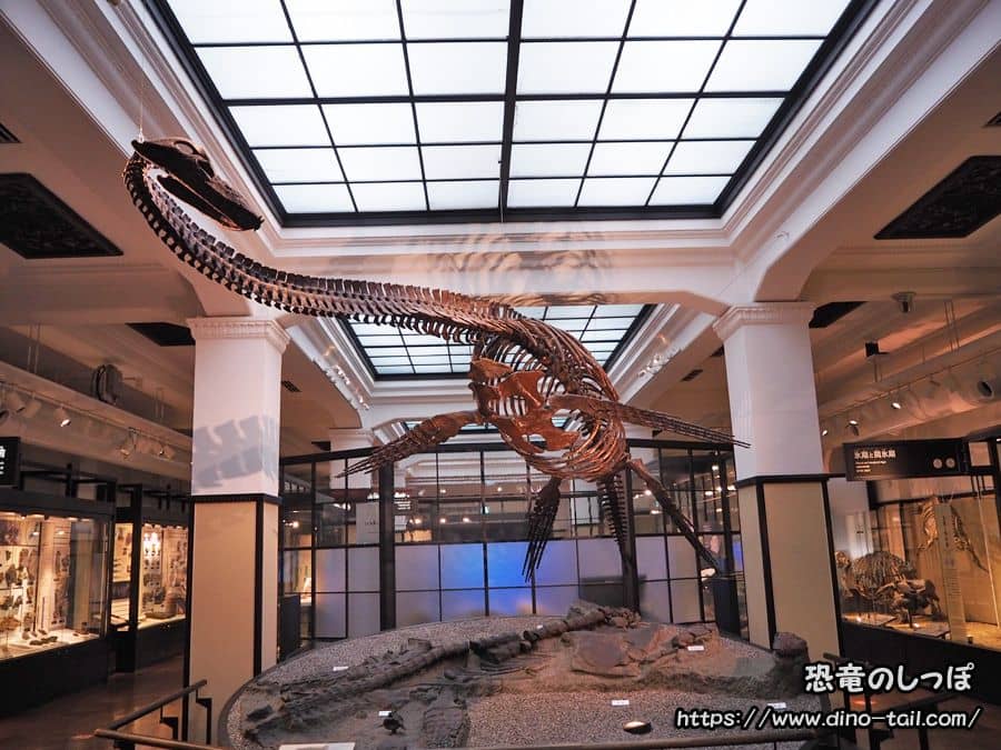 Galería de Japón 3F Lado Norte - Futabasuzukiryu (Futabasaurus)