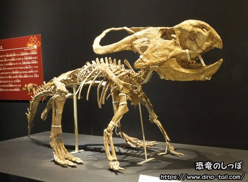 Esqueleto fósil de Protoceratops