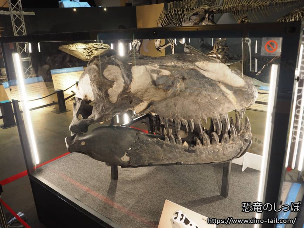 Tyrannosaurus - Black Beauty