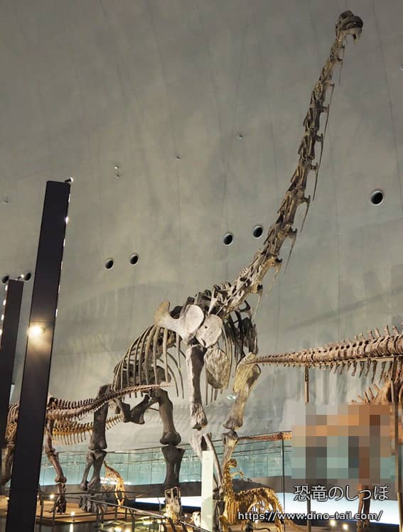 Esqueleto completo de Brachiosaurus (22m) en el Museo de Dinosaurios de la Prefectura de Fukui
