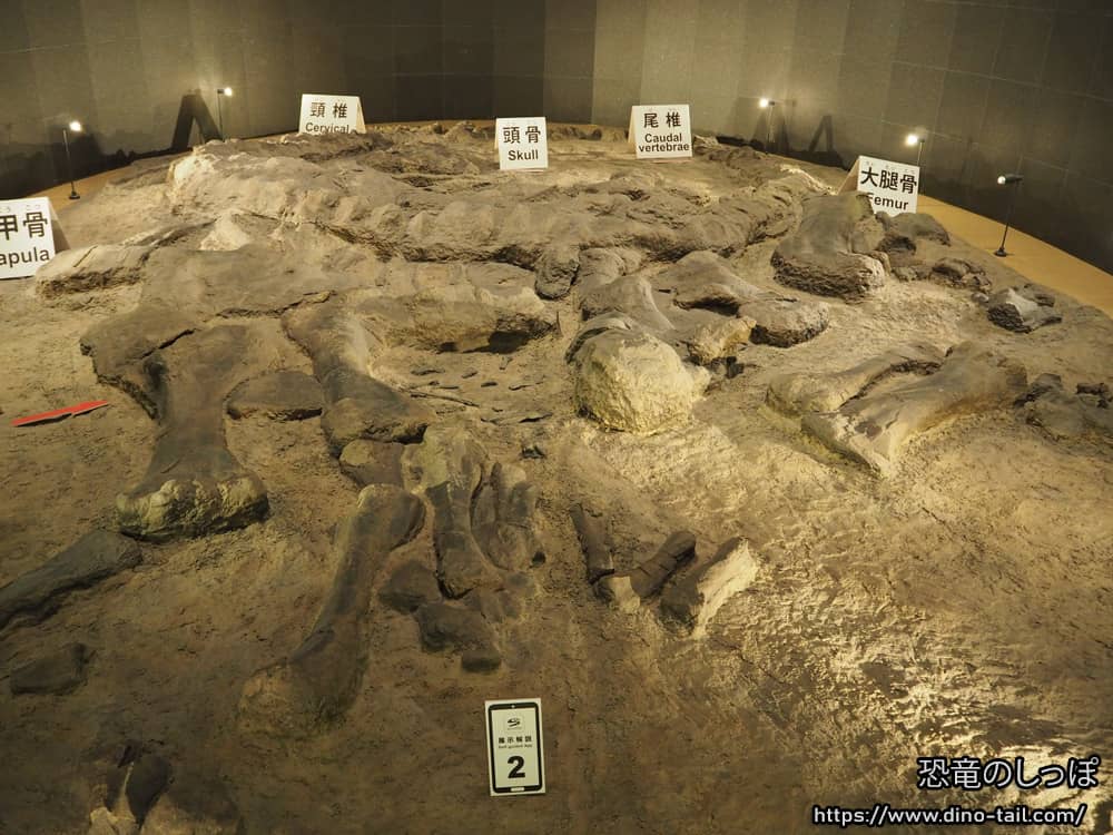 Fósil in situ de Camarasaurus (réplica) en el Museo de Dinosaurios de la Prefectura de Fukui