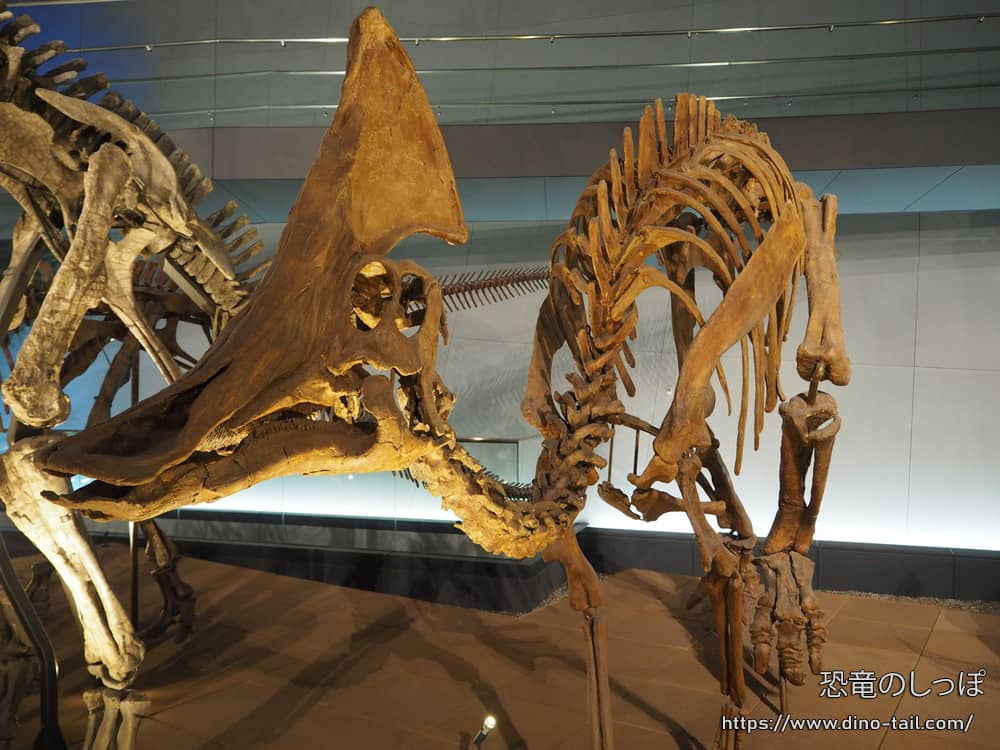 Esqueleto completo de Olorotitan (8.1m) en el Museo de Dinosaurios de la Prefectura de Fukui