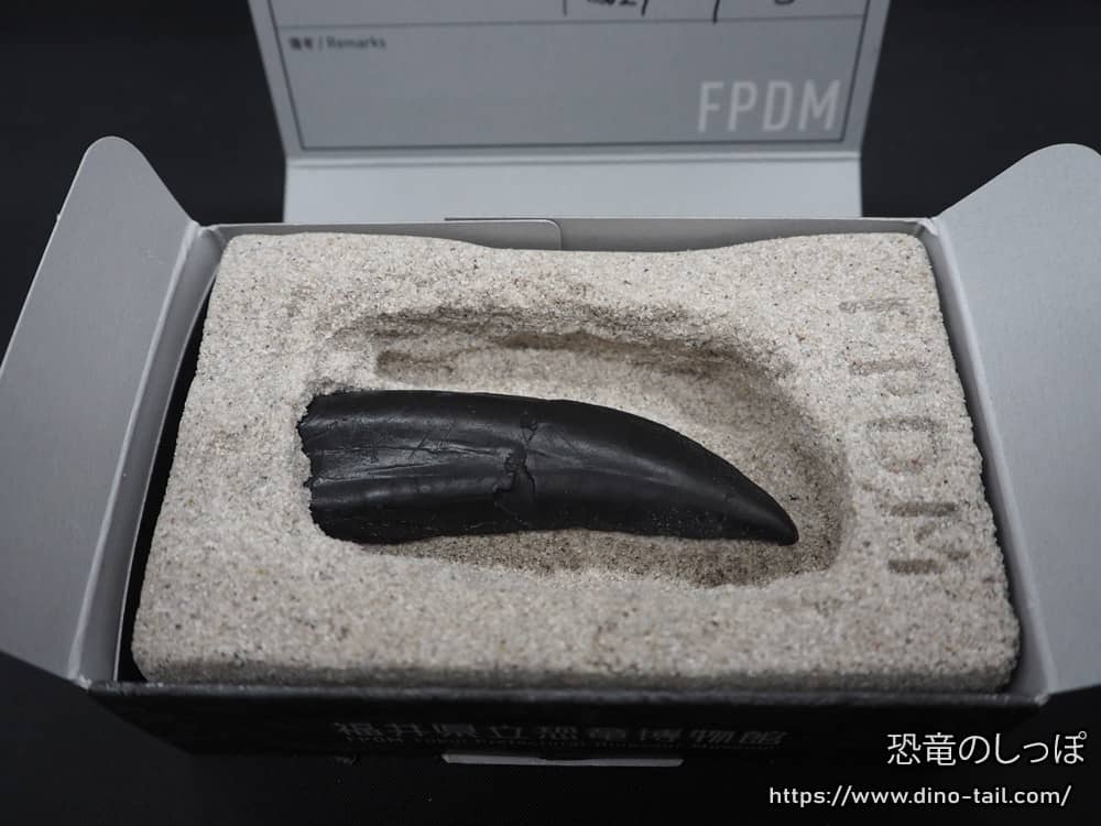 Museo de Dinosaurios de la Prefectura de Fukui Experiencia de investigación de fósiles Lab.2 Limpieza de fósiles