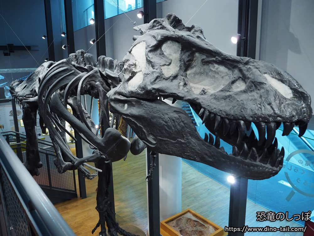 Tyrannosaurus en el Dino Lab del Museo de Dinosaurios de la Prefectura de Fukui