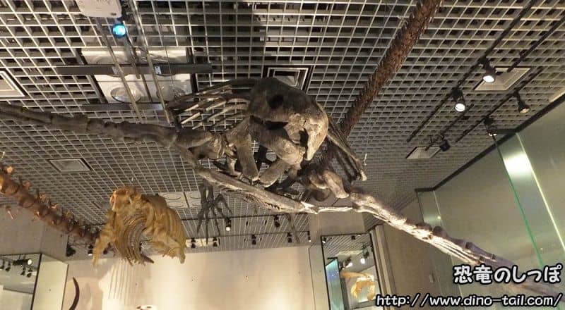 Esqueleto fósil completo de Archelon