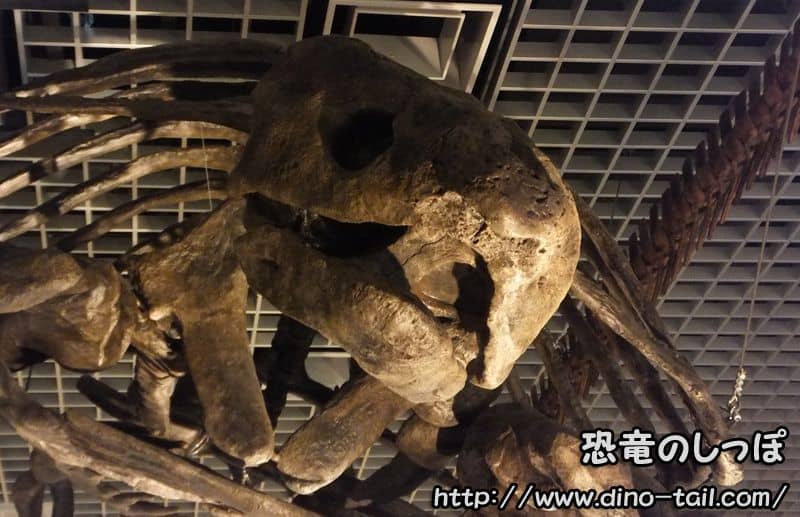 Cráneo fósil de Archelon