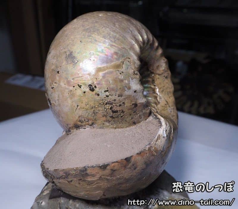 Cadoceras (Colección personal)