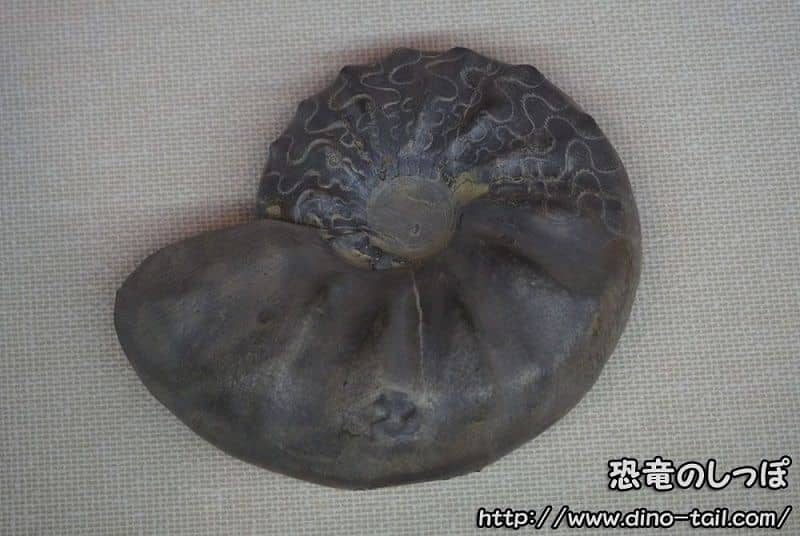 Ceratites (foto de 2017)