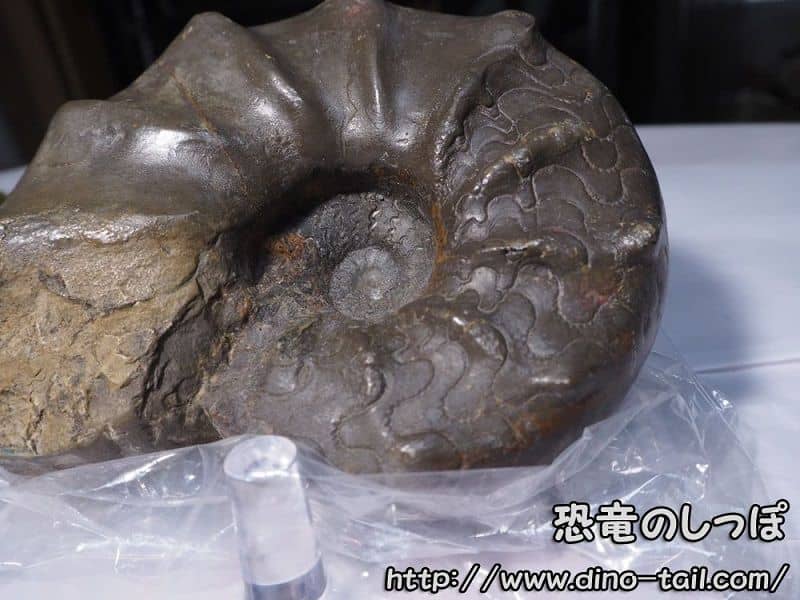 Ceratites - Colección personal