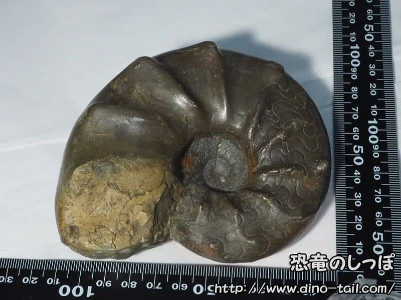 Ceratites - Colección personal