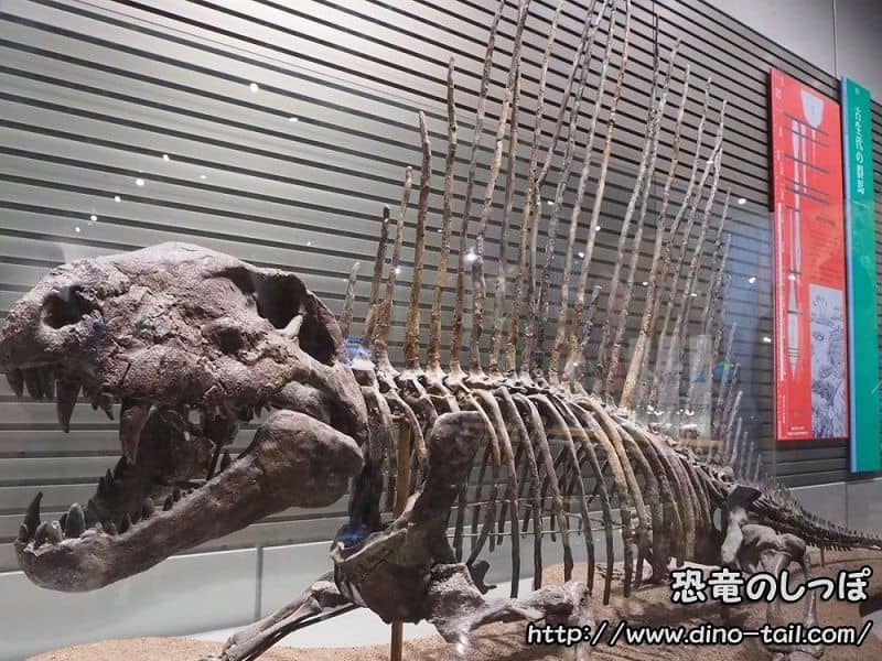 Esqueleto fósil completo de Dimetrodon