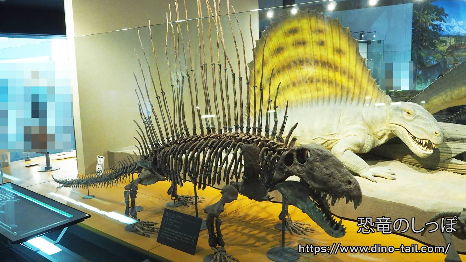 Esqueleto fósil completo de Dimetrodon