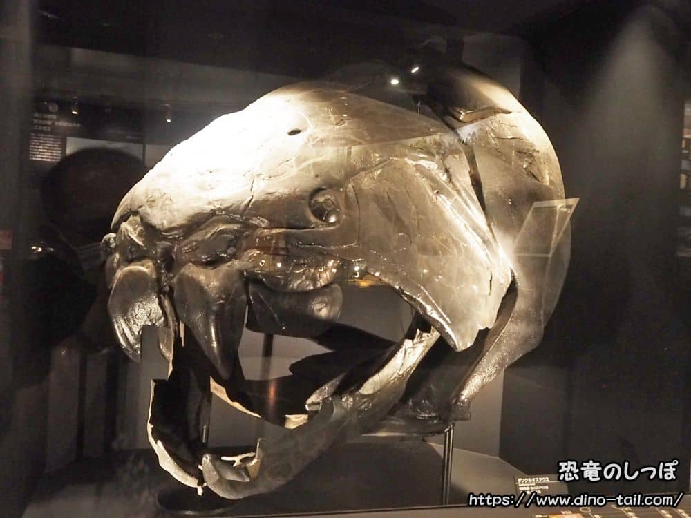 Modelo del cráneo de Dunkleosteus (Museo Nacional de Ciencia, Japón)