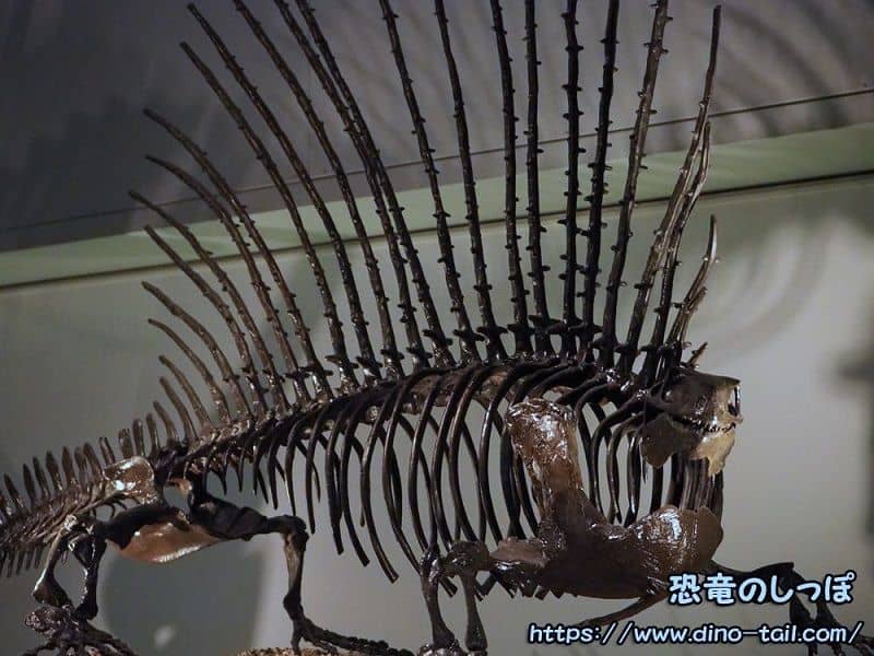 Esqueleto fósil completo de Edaphosaurus