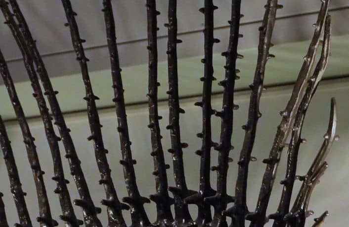 Vela de Edaphosaurus