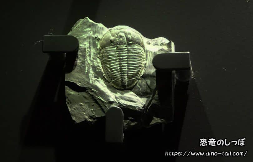 Elrathia kingii (foto de 2016) Colección del Museo Nacional de Ciencia, Japón