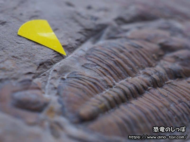 Elrathia kingii con marcas de mordedura