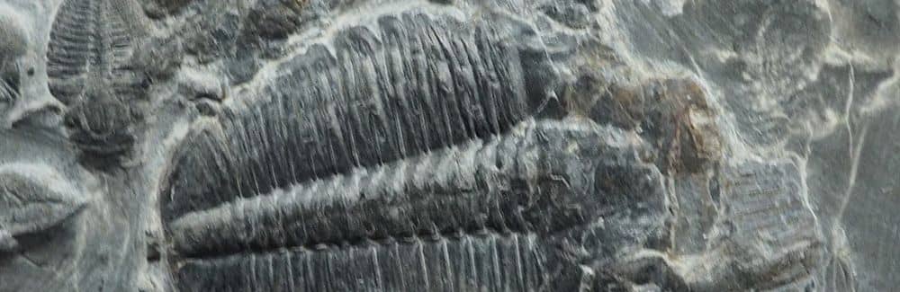 Elrathia (Trilobite)