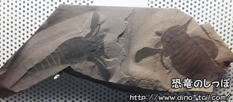 Eurypterus-Eurypterus
