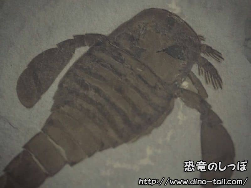 Eurypterus-Eurypterus remipes