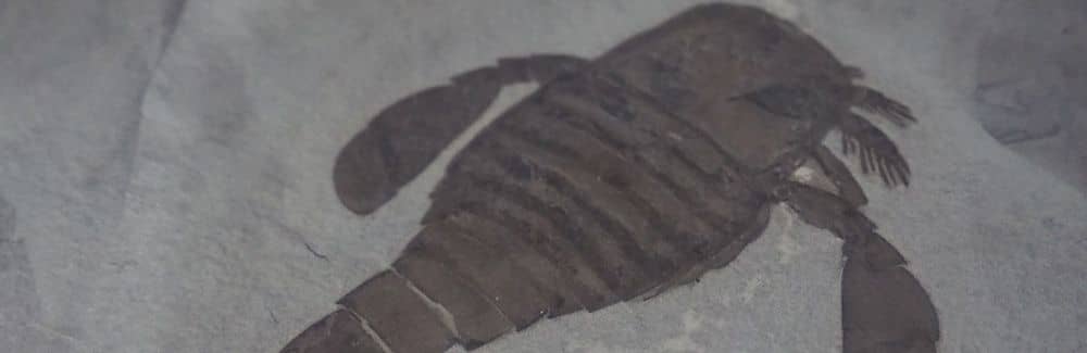 Eurypterus (Escorpión marino)