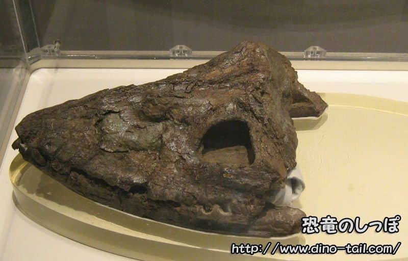 Fósil del cráneo de Futabasaurus (Futabasuzukiryu)