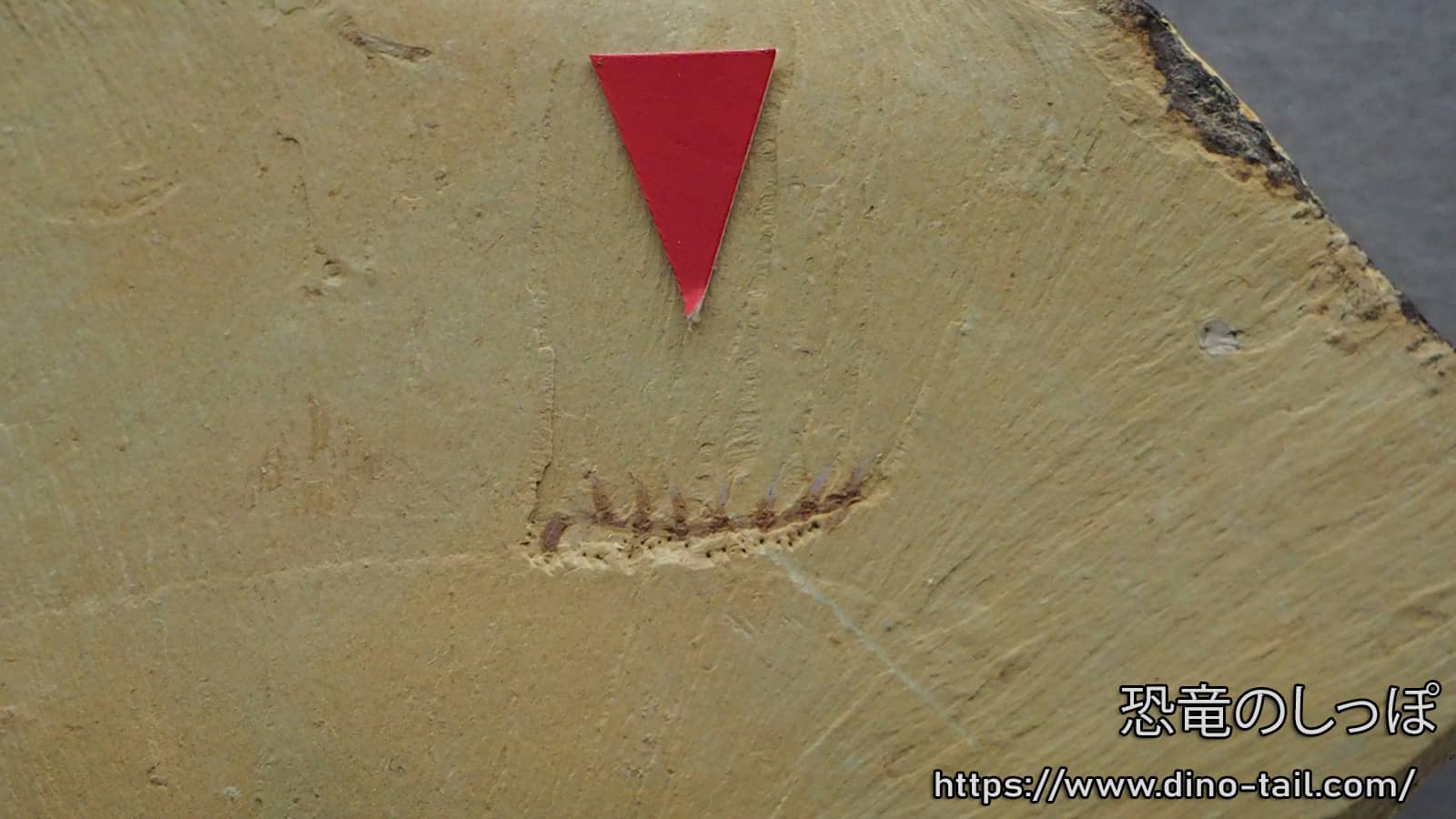 Esqueleto fósil de Hallucigenia