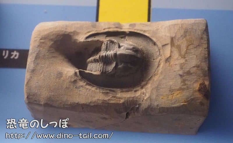 Harpes - Procedente de Marruecos - Colección del Museo de Historia Natural de Ibaraki