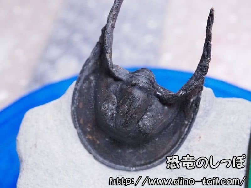 Harpes - Procedente de Marruecos - Mi colección