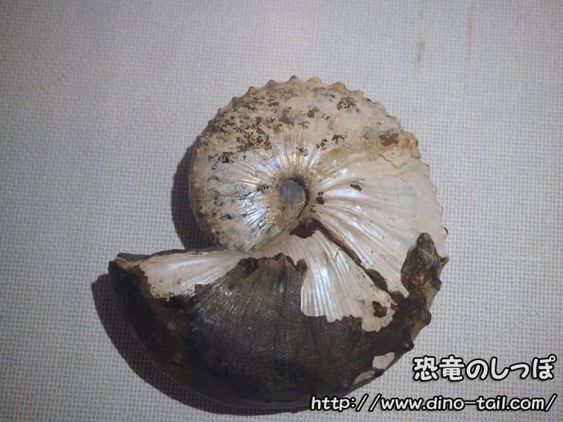 Fósil de Hoploscaphites (tomada en 2017) Colección del Museo de Historia Natural de Saitama