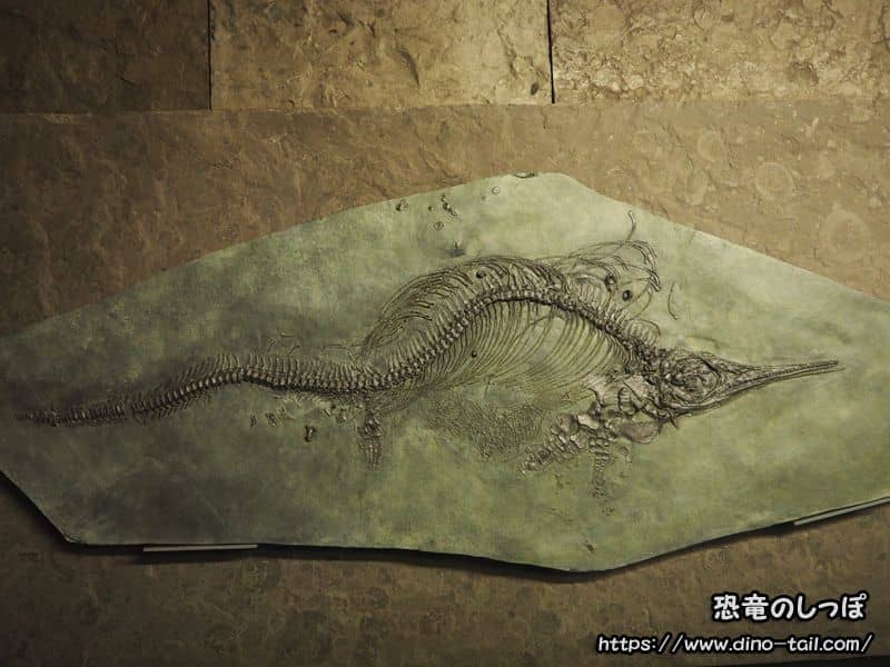 Esqueleto fósil completo de Ichthyosaurus